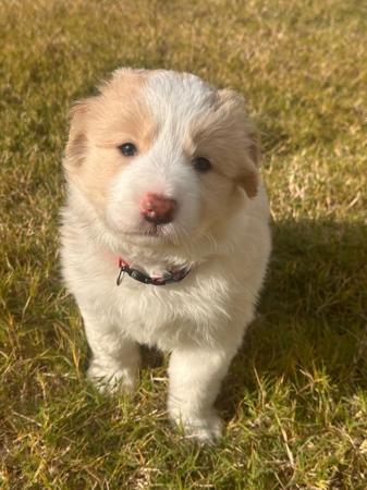 Border Collie for sale by CHAZARA