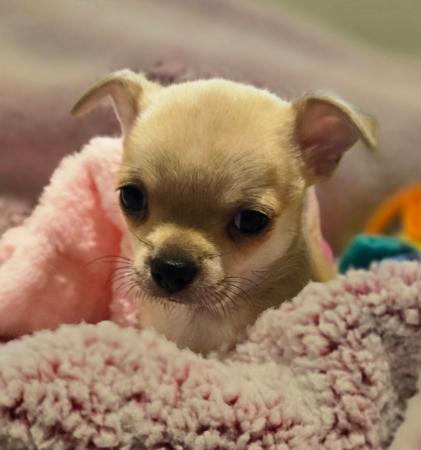 Chihuahua (Smooth Coat) puppy for sale by CHEEKYCHI