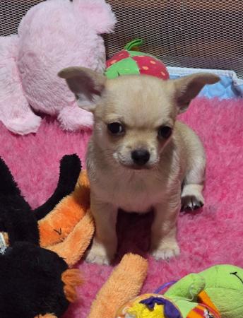 Chihuahua (Smooth Coat) puppy for sale by CHEEKYCHI