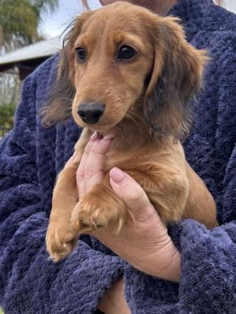 Dachshund (Miniature Long Haired) puppy for sale by CHERIER