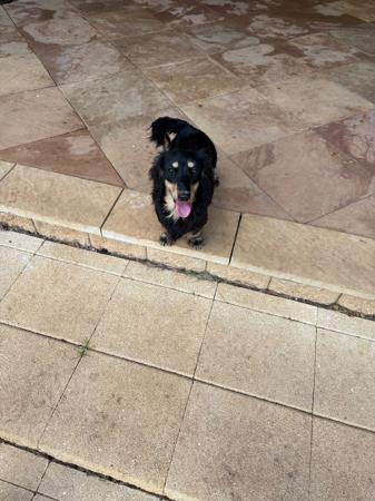 Dachshund (Miniature Long Haired) dog for sale by CHERIER