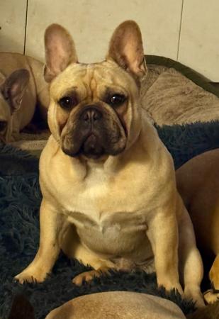 French Bulldog dog for sale by CHEZFRENCH