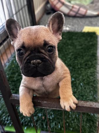 French Bulldog puppy for sale by CHEZFRENCH