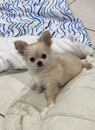 Chihuahua (Long Coat) puppy for sale by CHILOVECHI