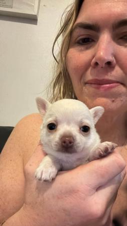 Chihuahua (Smooth Coat) puppy for sale by CHINACREST