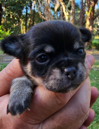 Chihuahua (Smooth Coat) puppy for sale by CHINMIGHTY