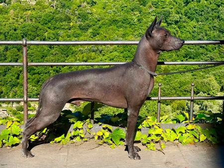 Xoloitzcuintle (Intermediate) for sale by ASHENFALL