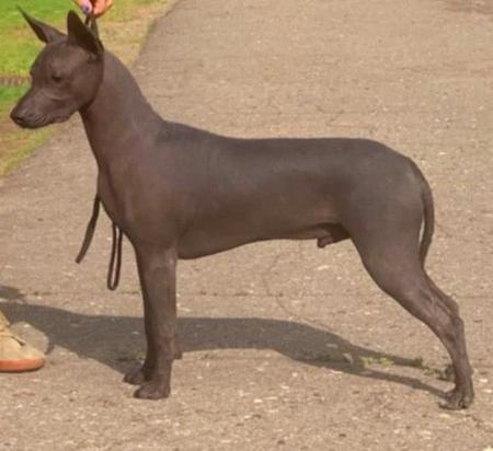Xoloitzcuintle (Intermediate) for sale by ASHENFALL