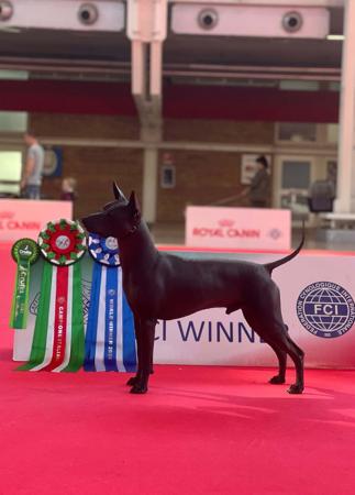 Xoloitzcuintle (Intermediate) for sale by CHLOEJOL