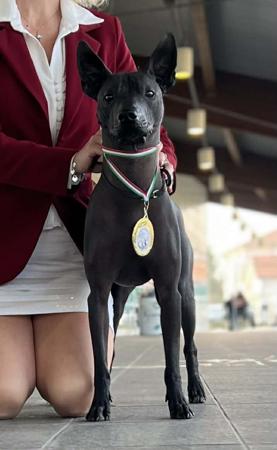 Xoloitzcuintle (Intermediate) for sale by ASHENFALL
