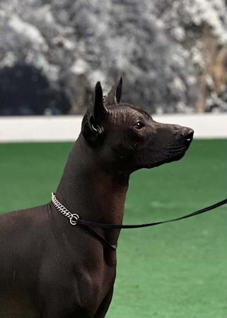 Xoloitzcuintle (Intermediate) for sale by ASHENFALL