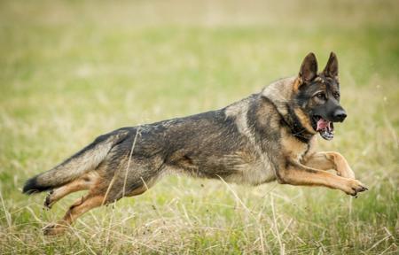 German Shepherd Dog dog for sale by CHLOELLE