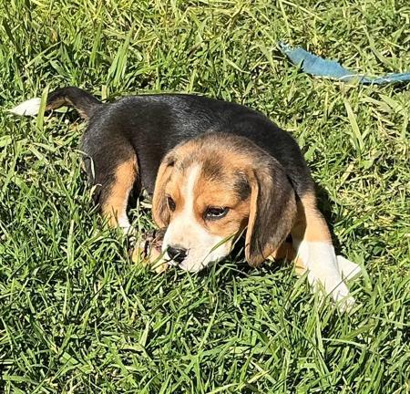 Beagle puppy for sale by CLIFTOP