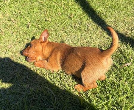 Australian Terrier puppy for sale by CLIFTOP