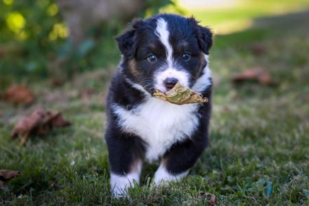 Australian Shepherd puppy for sale by COASTALAUS