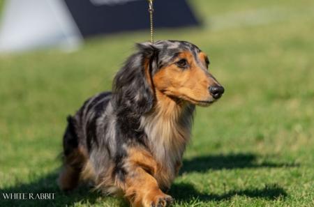 Dachshund (Miniature Long Haired) for sale by COASTALDASH