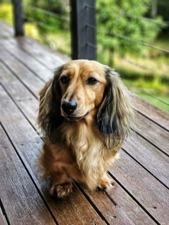 Dachshund (Miniature Long Haired) for sale by COASTALDASH