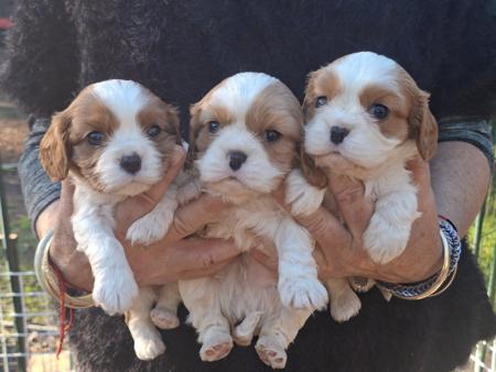 Cavalier King Charles Spaniel puppy for sale by COCOBO