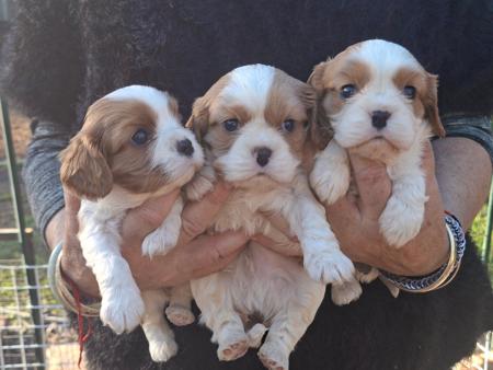 Cavalier King Charles Spaniel for sale by COCOBO