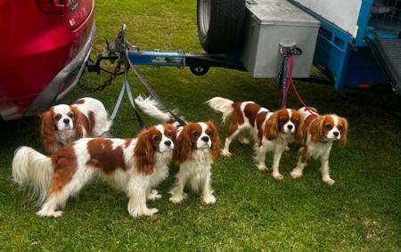 Cavalier King Charles Spaniel for sale by COCOBO
