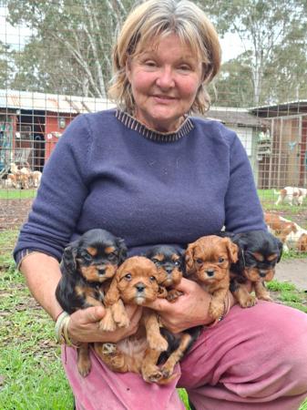 Cavalier King Charles Spaniel for sale by COCOBO