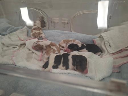 Cavalier King Charles Spaniel for sale by COCOBO