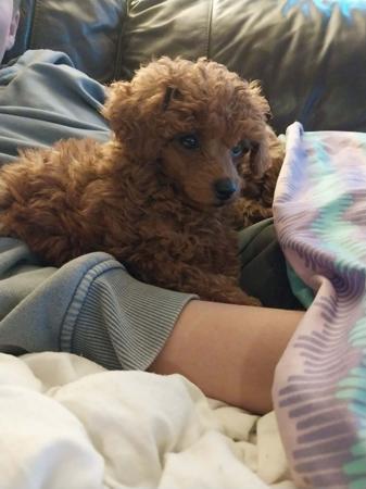 Poodle (Toy) for sale by COCOBO