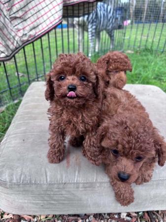 Poodle (Toy) for sale by COCOBO