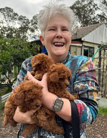 Poodle (Toy) for sale by COCOBO