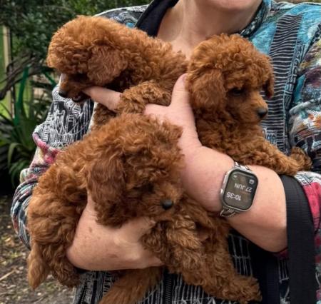 Poodle (Toy) for sale by COCOBO