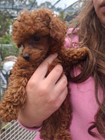 Poodle (Toy) for sale by COCOBO