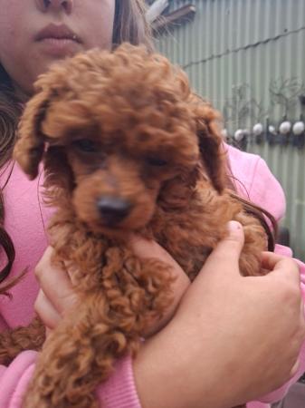 Poodle (Toy) for sale by COCOBO