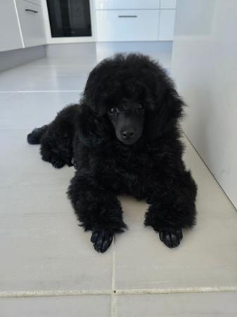 Poodle (Toy) for sale by TOYROYALE
