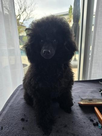 Poodle (Toy) for sale by TOYROYALE