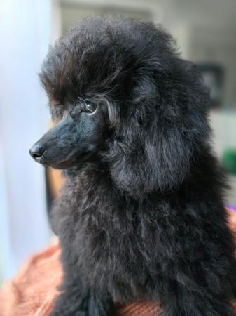 Poodle (Toy) for sale by TOYROYALE