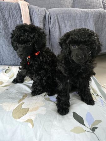 Poodle (Toy) for sale by TOYROYALE
