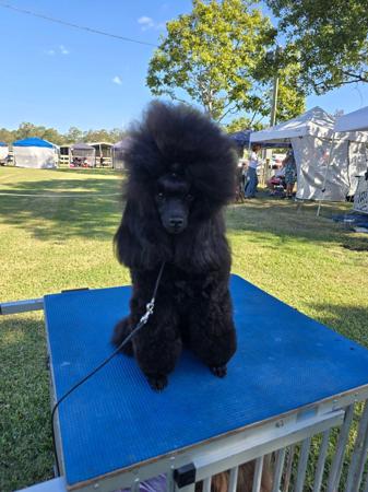 Poodle (Toy) for sale by COCOCHANEL2021