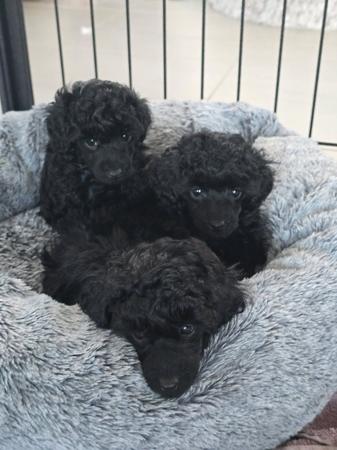 Poodle (Toy) puppy for sale by TOYROYALE