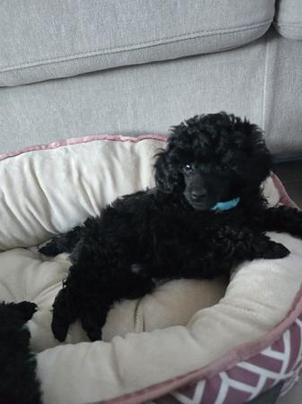 Poodle (Toy) puppy for sale by COCOCHANEL2021