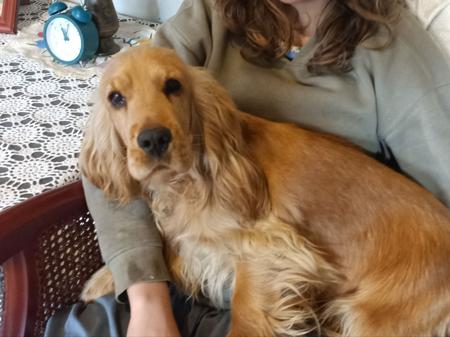 Cocker Spaniel dog for sale by COOKIELOVER