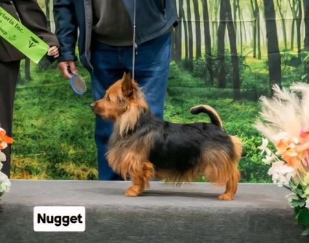 Australian Champion Coppahed Welcome Stranger Australian Terrier