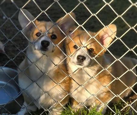 Welsh Corgi (Pembroke) puppy for sale by CORGS