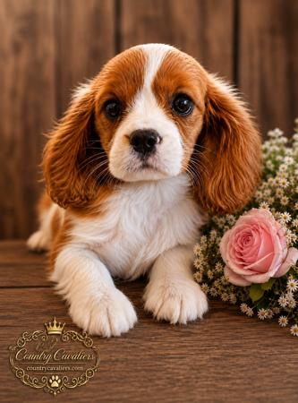 Cavalier King Charles Spaniel dog for sale by COUNTRYCAVALIERS