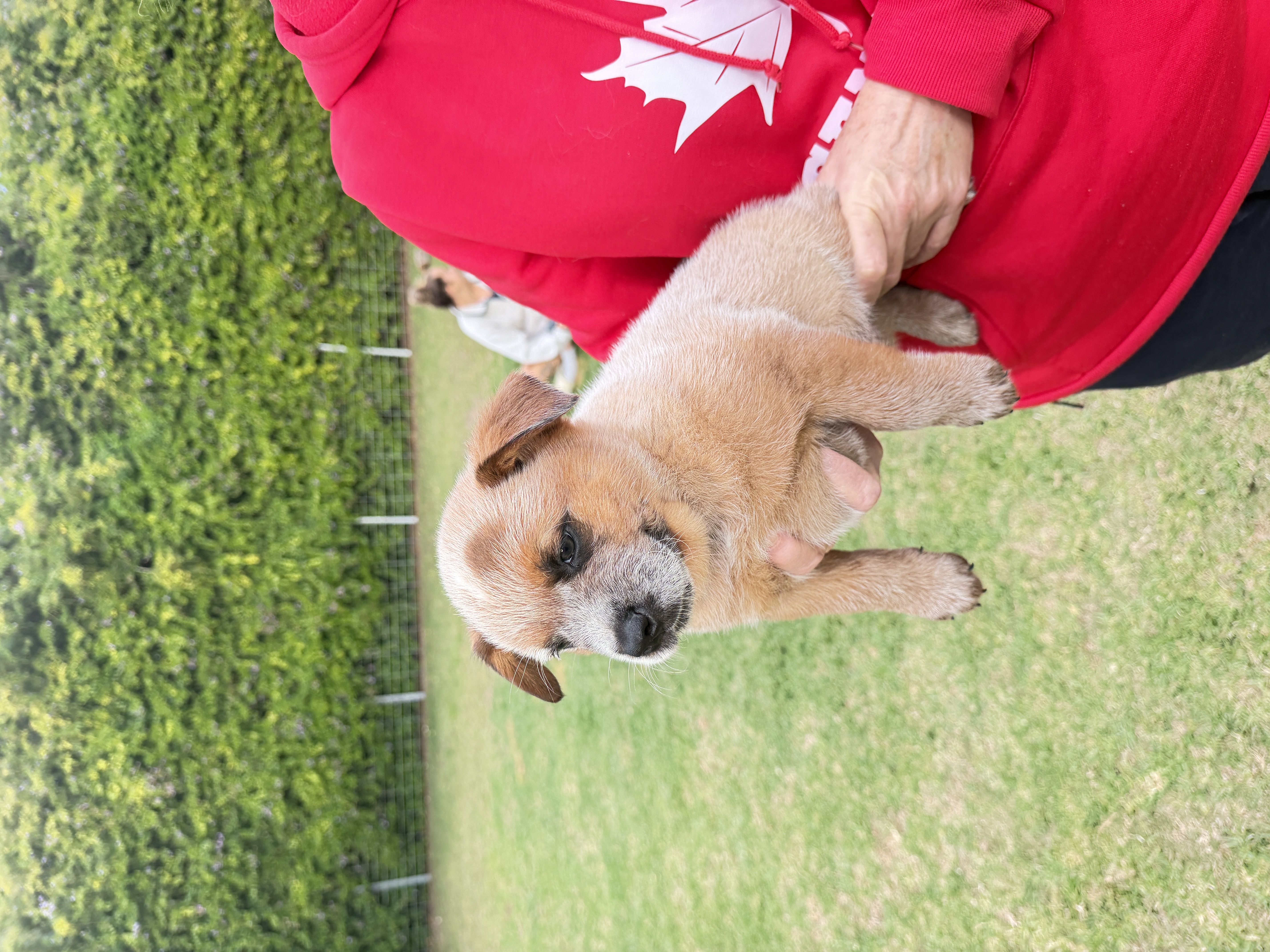 Australian Cattle Dog puppy for sale by COVE