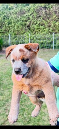 Australian Cattle Dog puppy for sale by COOMERITH