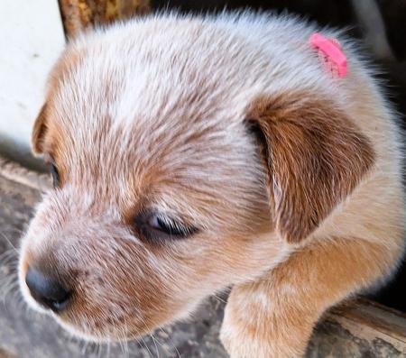 Australian Cattle Dog puppy for sale by GOLDRED