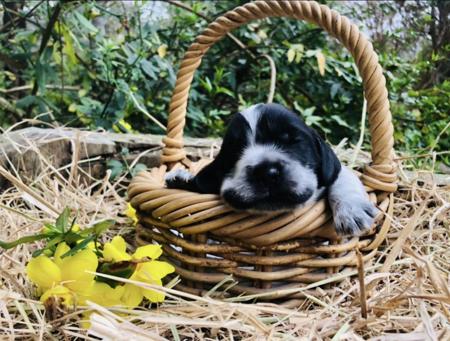 Cocker Spaniel puppy for sale by CRITTACOCKAS