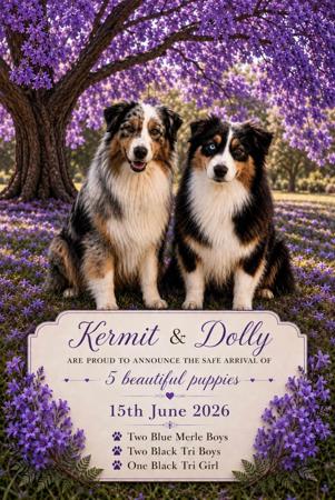 Australian Shepherd puppy for sale by CRYSTALEYE