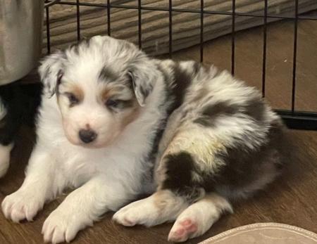 Australian Shepherd puppy for sale by CRYSTALEYE