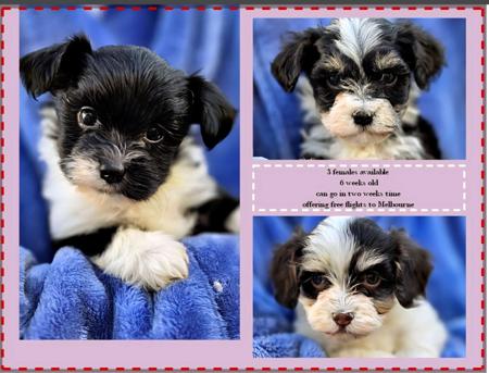 Havanese puppy for sale by CUBANPRIDE